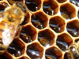 23669013_honeycomb.jpg