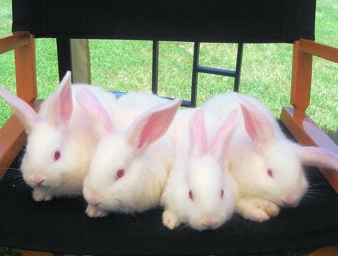 baby_bunnies.jpg