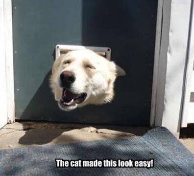 dogcatdoor.jpg