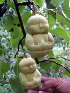 baby-shaped-pears.preview.jpg