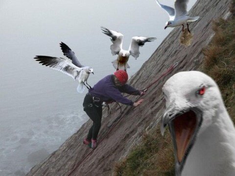 bird-attack.jpg