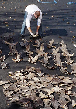 250px-Shark_fins.jpg