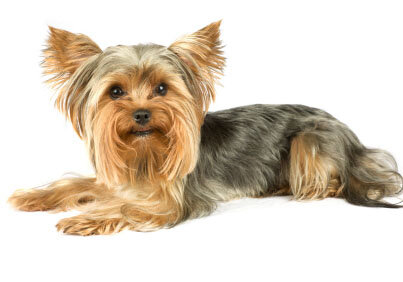 yorkshire-terrier.jpg