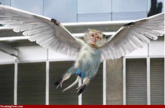 Flying-Monkey-29402.jpg