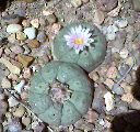 Peyote Pic.jpg