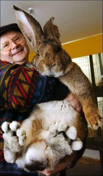 world's biggest rabit.jpg