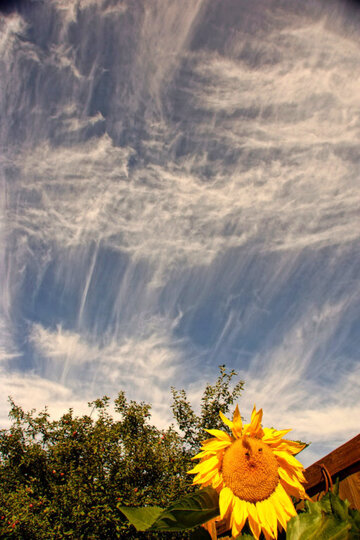 sunflowercontrail.jpg