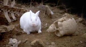 killer bunny download.jpg