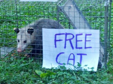 Free Cat.jpg