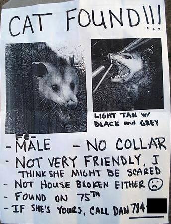 Cat Found.jpg