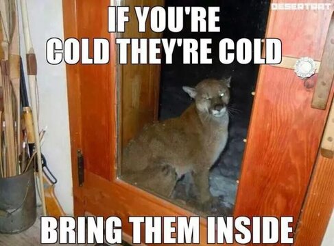 Cold Mountain Lion.jpg