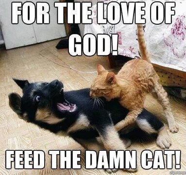 Feed the Cat.jpg