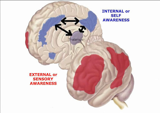 Brain regions-01a.jpg