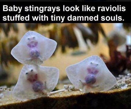 Tiny stingrays.jpg