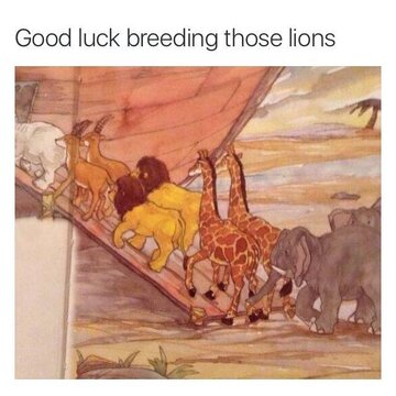 Breeding lions.jpg