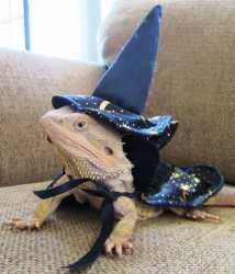 Wizard_Lizard.jpg