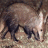 Aardvark