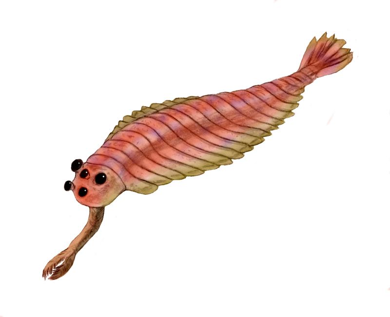 Opabinia_BW.jpg