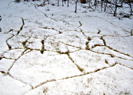 Vole_trunnels_in_the_snow_440.jpg