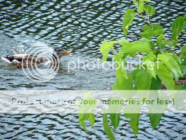 angryduckchasinganotherduckalongmarshallisland_zpsae029110.jpg