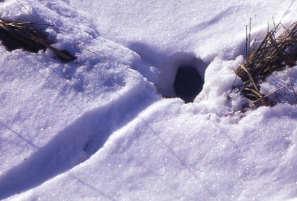 Woodmouse%20snow%205.jpg