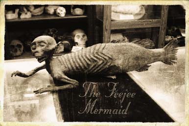 feejee_mermaid3.jpg