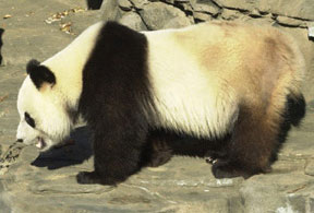 2005-12-5_panda.jpg