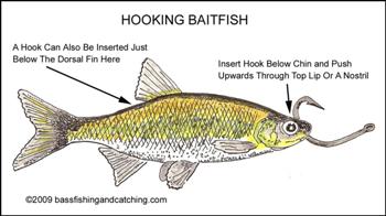 xhookingbaitfish1.jpg.pagespeed.ic.vYmGPi7Vl7.jpg