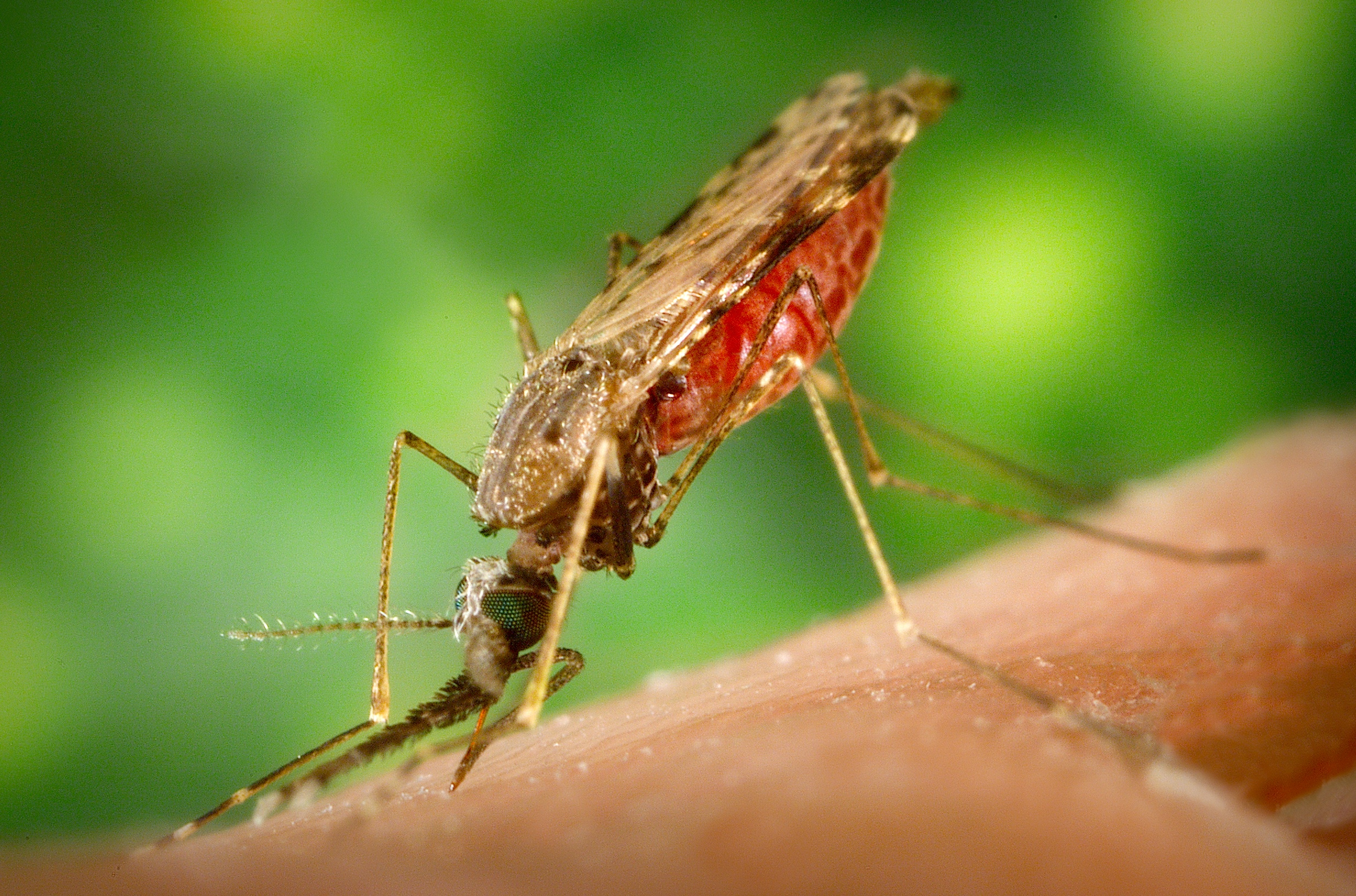 Anopheles_albimanus_mosquito.jpg