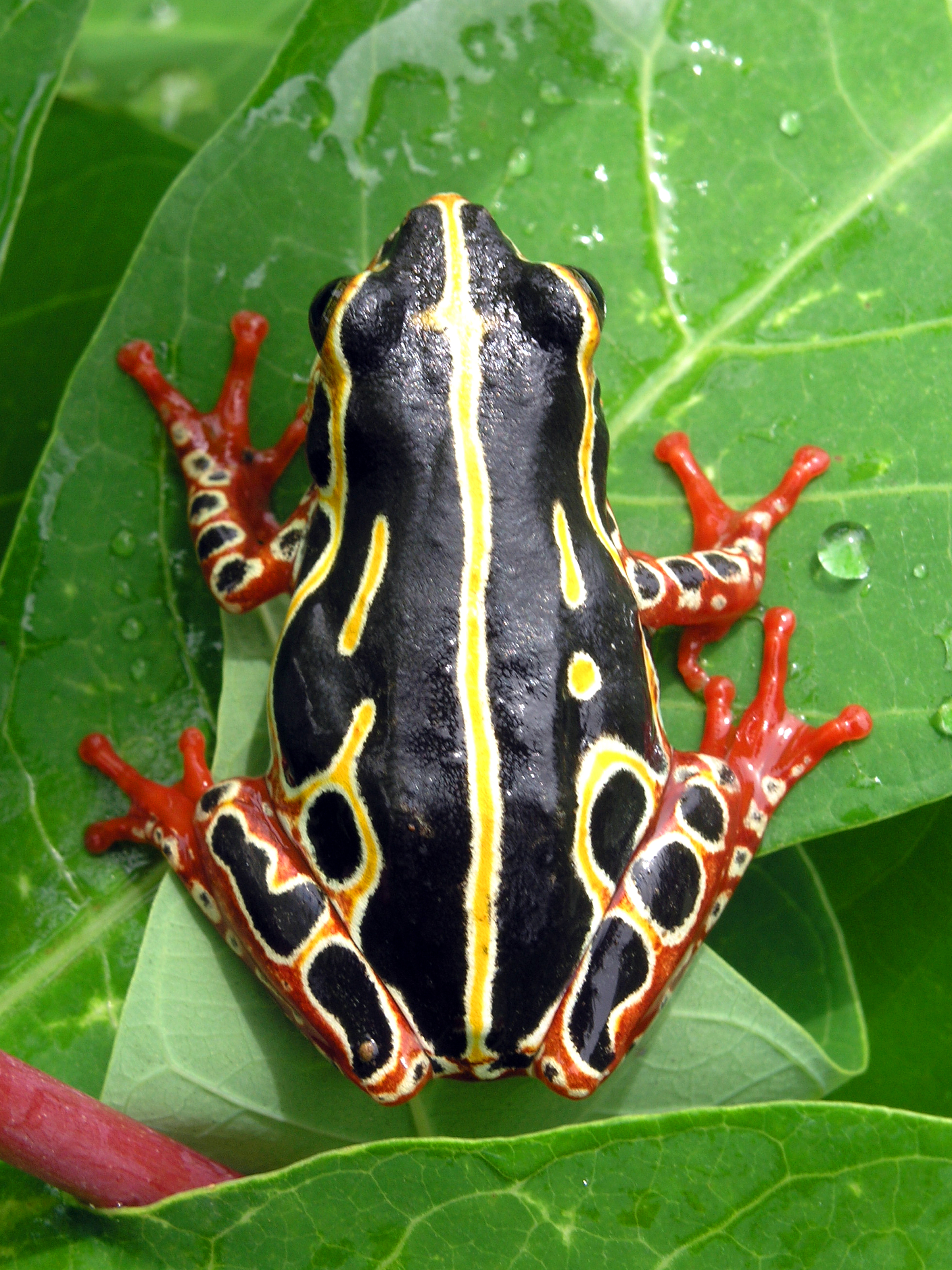 Tree_frog_congo.jpg