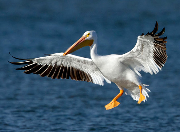 American_White_Pelican.jpg