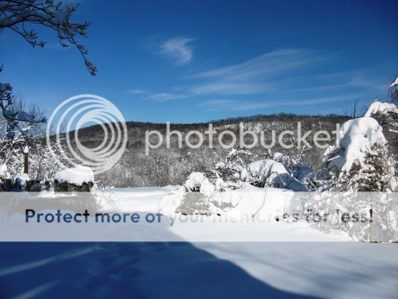 BackYardAftertheSnowStorm_zpsd0c76f78.jpg