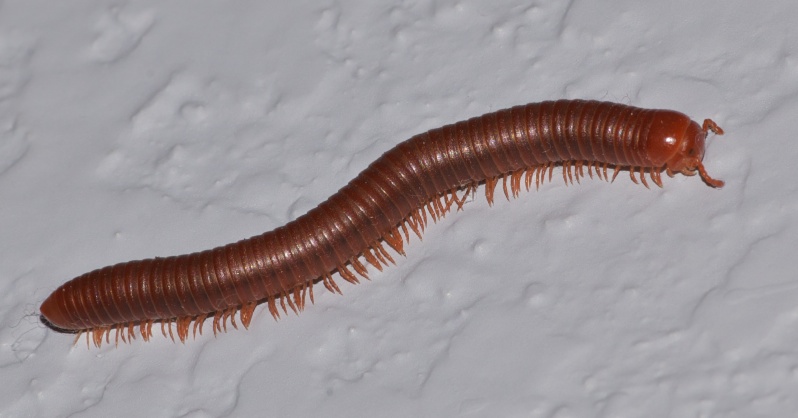 millipede_20121022.jpg