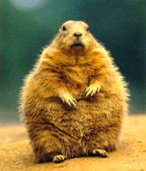 ground-hog-day1.jpg