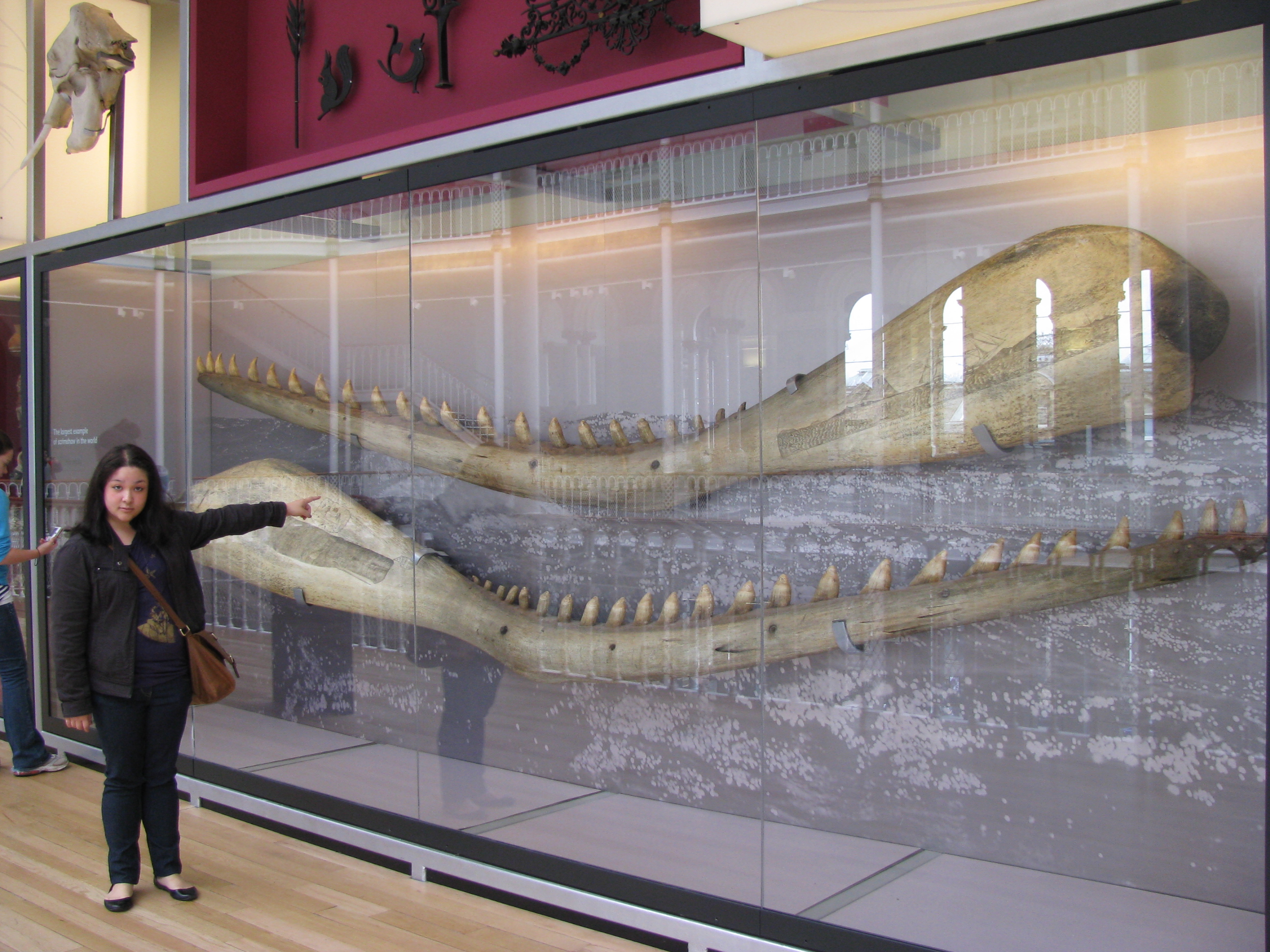 sperm-whale-jaws-seriously.jpg