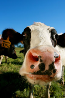 iStock_cowsnoutSmall.jpg