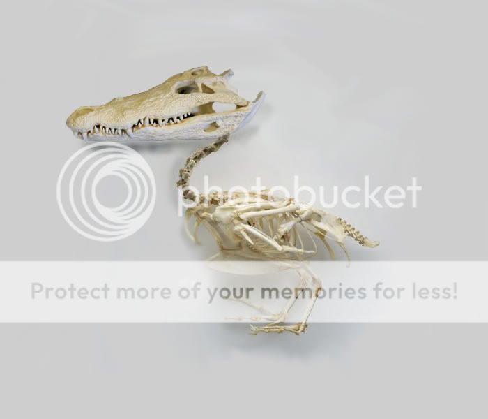 Crocoduckfossil.jpg