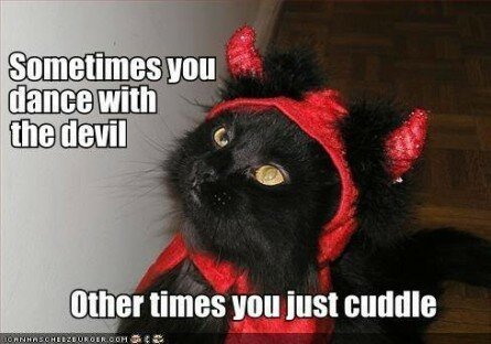 Little-Devil-Cat-445x312.jpg