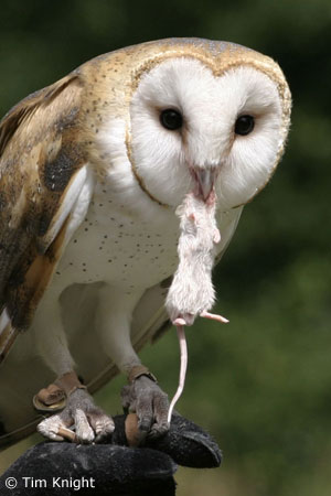 barn_owl_3tfk.jpg