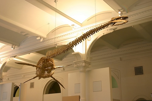 plesiosaurus-skeleton.jpg