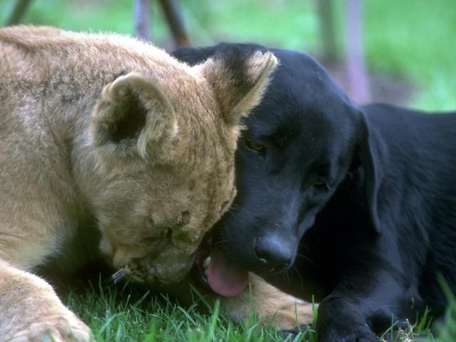 2805-a-lion-and-a-dog-cuddling-pv.jpg