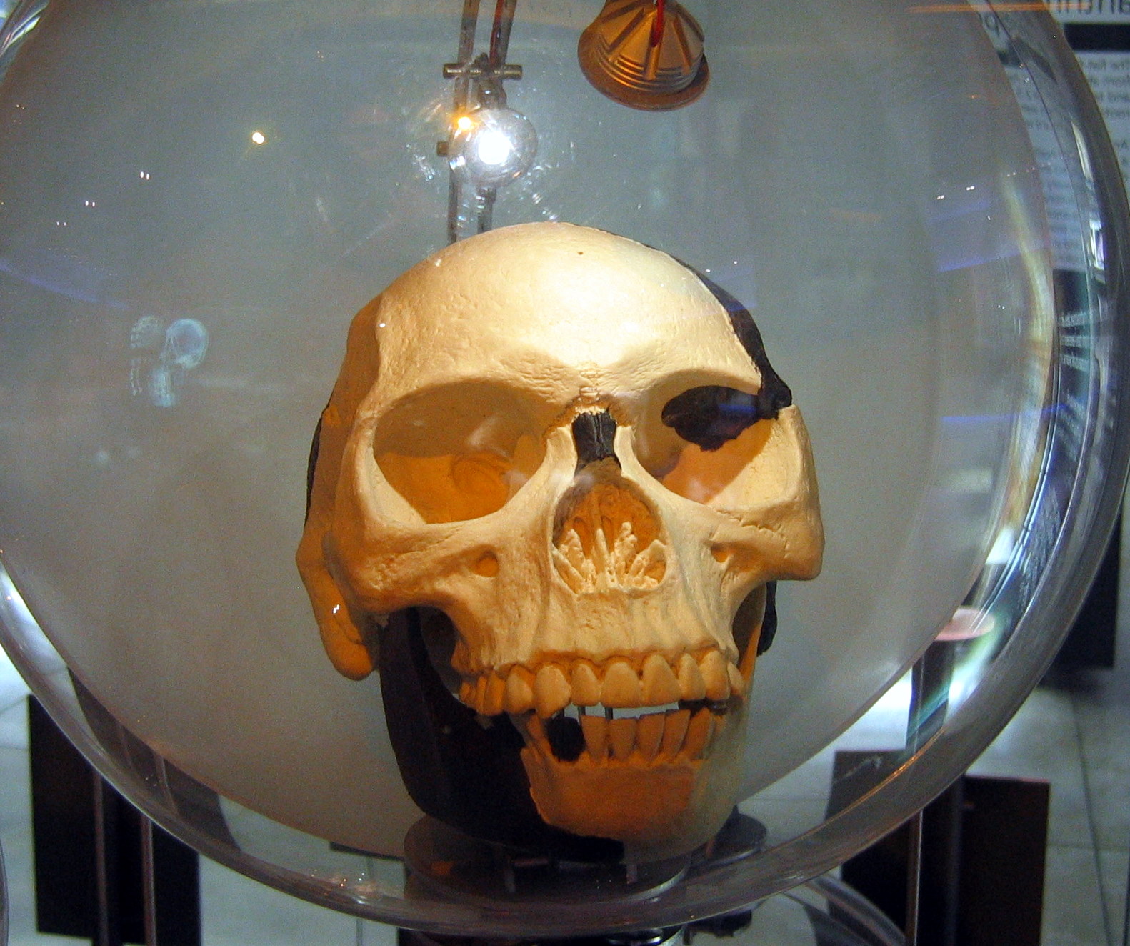 Sterkfontein_Piltdown_man2.jpg