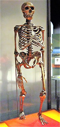 200px-Neanderthalensis.jpg